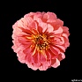 Цинния изящная (Zinnia elegans)