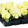 Виола Виттрока (Viola wittrockiana) Виола Виттрока (Viola wittrockiana)