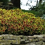 Колеус гибридный (Coleus х hybrida)