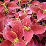 Колеус гибридный (Coleus х hybrida) Колеус гибридный (Coleus х hybrida)