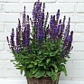 Шалфей дубравный (лесной) (Salvia nemorosa) Шалфей дубравный (лесной) (Salvia nemorosa)