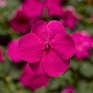 Бальзамин Уоллера (Impatiens walleriana)