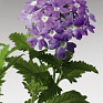 Вербена гибридная (Verbena hybrida)