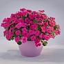 Бальзамин Уоллера (Impatiens walleriana) Бальзамин Уоллера (Impatiens walleriana)