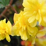 Бегония клубневая махровая ампельная (Begonia tuberhybrida) Бегония клубневая махровая ампельная (Begonia tuberhybrida)