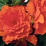 Бегония клубневая махровая ампельная (Begonia tuberhybrida) Бегония клубневая махровая ампельная (Begonia tuberhybrida)