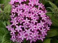 Пентас ланцетовидный (Glitterati F1) Пентас ланцетовидный (Glitterati F1)