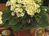 Цинерария гибридная (Jester F1)