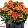 Бархатцы отклоненные (Tagetes patula)