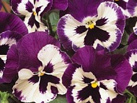 Виола виттрока (Spring Matrix F1) Виола виттрока (Spring Matrix F1)