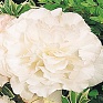 Бегония клубневая махровая (Begonia tuberhybrida)