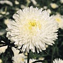 Астра китайская (Callistephus chinensis)