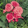 Бегония клубневая махровая (Begonia tuberhybrida)