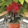 Цикламен персидский (Cyclamen persicum)