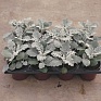 Цинерария приморская (Senecio cineraria) Цинерария приморская (Senecio cineraria)
