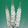 Дельфиниум высокий (Delphinium elatum)