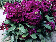 Левкой седой (Cinderella)