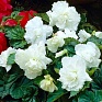 Бегония клубневая махровая (Begonia tuberhybrida)