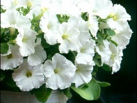 Петуния мелкоцветковая (Bella F1)