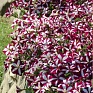 Петуния ампельная гибридная (Petunia х hybrida) Петуния ампельная гибридная (Petunia х hybrida)