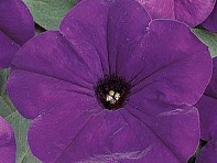 Петуния ампельная гибридная (Easy Wave F1)