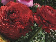 Лютик азиатский (Magic F1)