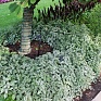Гипоэстес листоколосниковый (Hypoestes phyllostachya)
