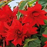 Бегония гибридная ампельная (зеленая листва) (Begonia hybrida) Бегония гибридная ампельная (зеленая листва) (Begonia hybrida)