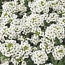 Алиссум морской компактный (Lobularia maritima)