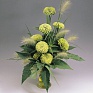 Цинния изящная (Zinnia elegans)