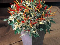 Перец летний (Uchu)