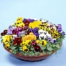 Виола виттрока (Viola wittrockiana) Виола виттрока (Viola wittrockiana)
