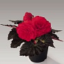 Бегония клубневая махровая (Begonia tuberhybrida)