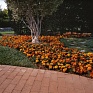 Бархатцы отклоненные (Tagetes patula)