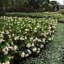 Бегония гибридная (зеленая листва) (Begonia hybrida)