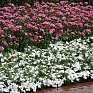 Гвоздика турецкая (Dianthus barbatus)