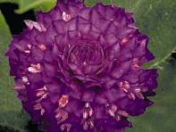 Гомфрена шаровидная (Buddy)