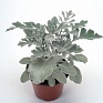 Цинерария приморская (Senecio cineraria)