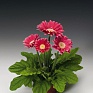 Герань (пеларгония садовая) (Pelargonium x hortorum)