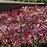 Виола виттрока (Viola wittrockiana)