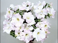 Петуния ампельная гибридная (Nivola F1)