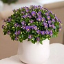 Экзакум (Exacum affine) Экзакум (Exacum affine)