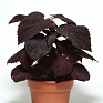 Колеус гибридный (Coleus х hybrida) Колеус гибридный (Coleus х hybrida)