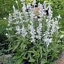 Шалфей мучнистый (Salvia farinacea)