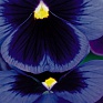 Виола виттрока (Viola wittrockiana)