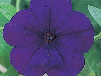 Петуния ампельная гибридная (Opera Supreme F1)