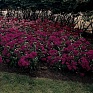 Гвоздика турецкая (Dianthus barbatus)