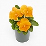 Виола виттрока (Viola wittrockiana) Виола виттрока (Viola wittrockiana)