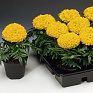 Бархатцы прямостоячие (Tagetes erecta)