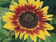 Подсолнечник летний (Ring of Fire)